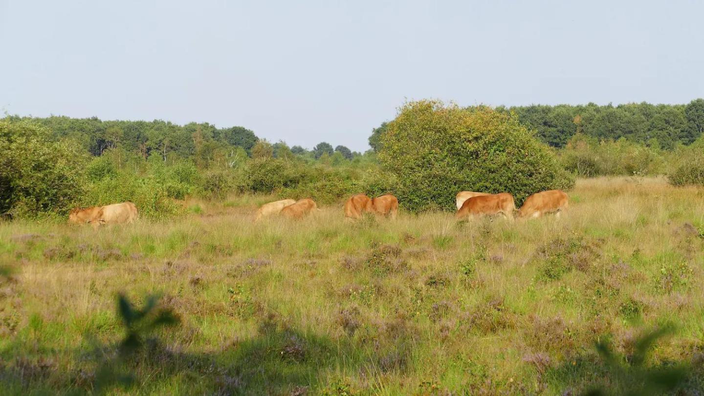 Glamping Met Bar En Prive Sanitair Voor 5 Personen Sneezy * Behelp